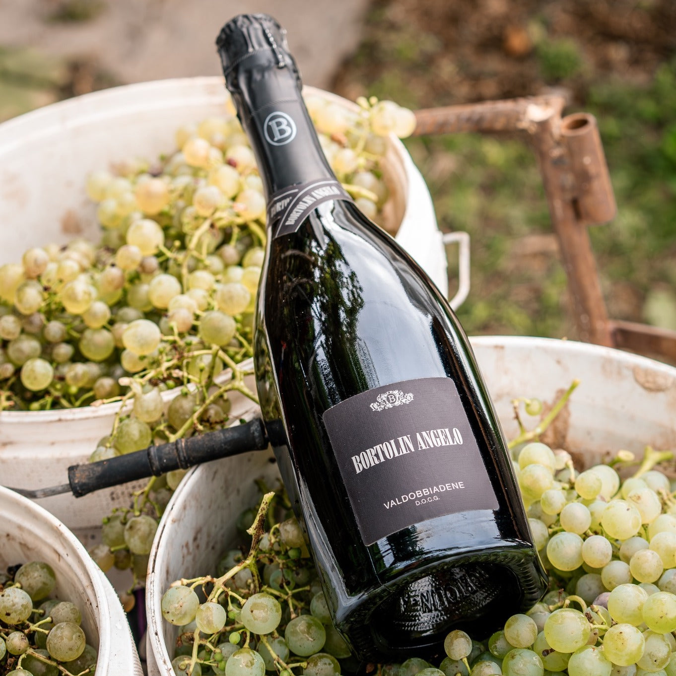 Load image into Gallery viewer, A bottle of prosecco on a bed of graped