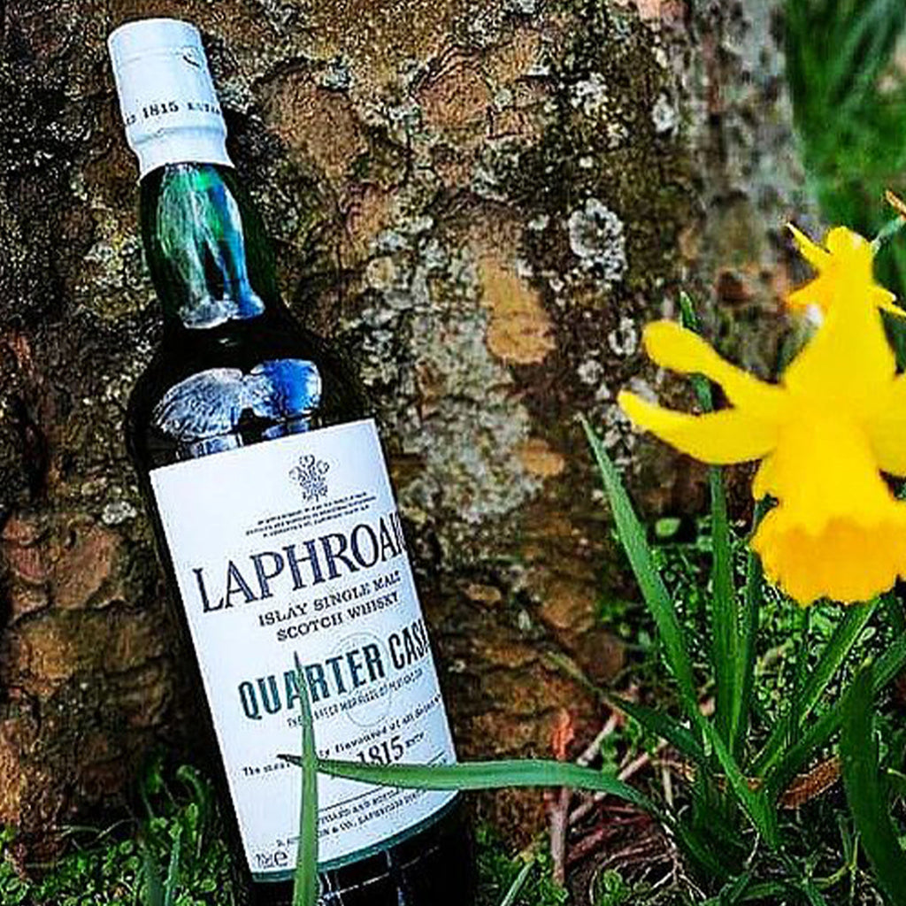 Laphroaig-Quarter-Cask-Scotch-Whisky bottle against a natural background with a yellow flower.