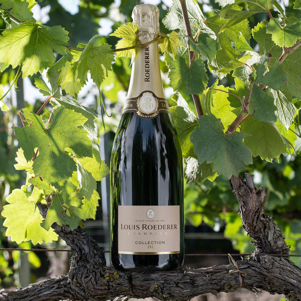 Louis Roederer champagne bottle on a vine branch with green leaves in the background