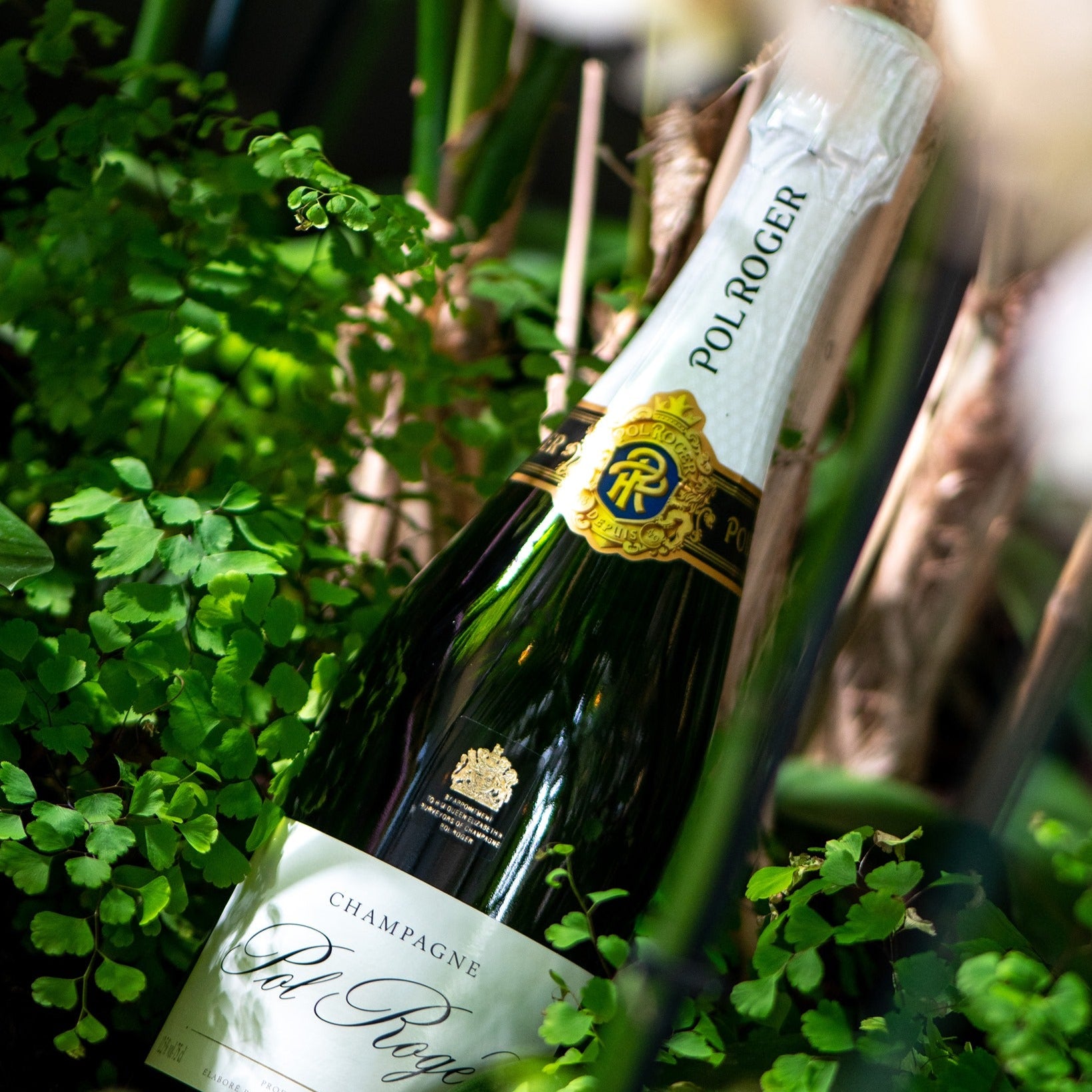 Load image into Gallery viewer, A bottle of Pol Roger champagne and some greenery in the background